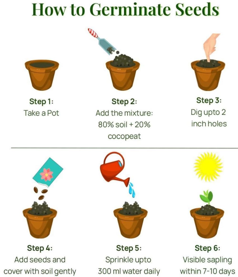 Premium Hosta Grow Kit